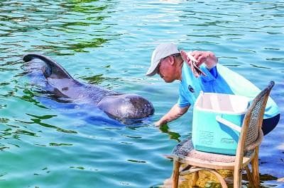 鲸豚救护成功率不足5%，专家：需建立全国性监测网络