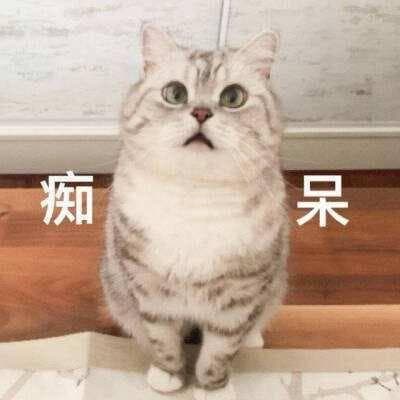 猫咪智商排行榜：“最聪明的”6种猫，能听懂人话哦！