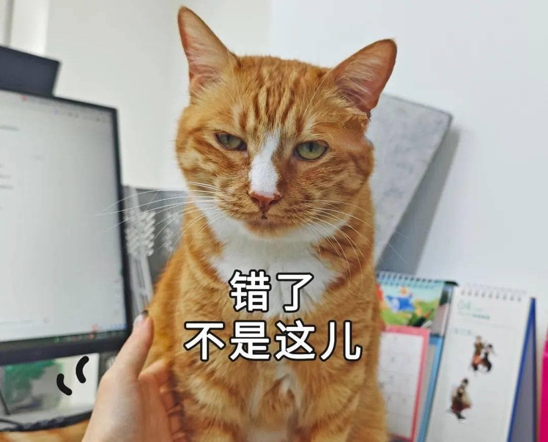 猫咪有痒痒肉吗？怎样摸猫TA最爽？