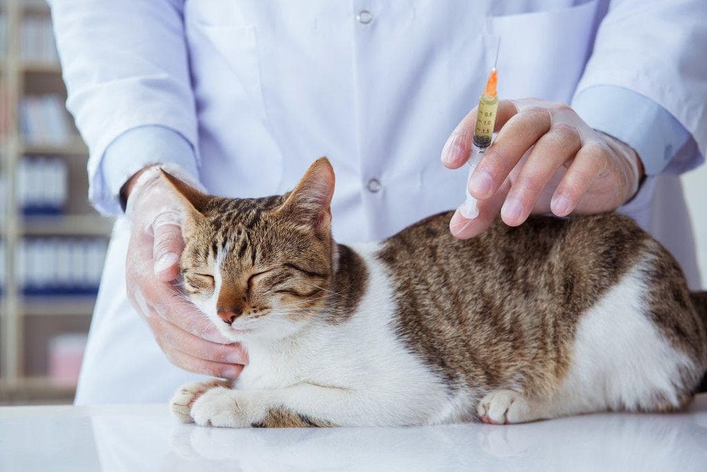 猫肢端肥大症：症状、原因及治疗方案
