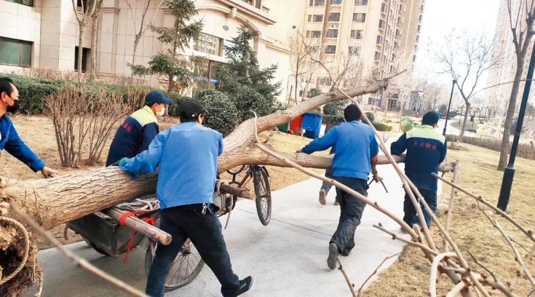提高苗木移栽成活率的六个关键点