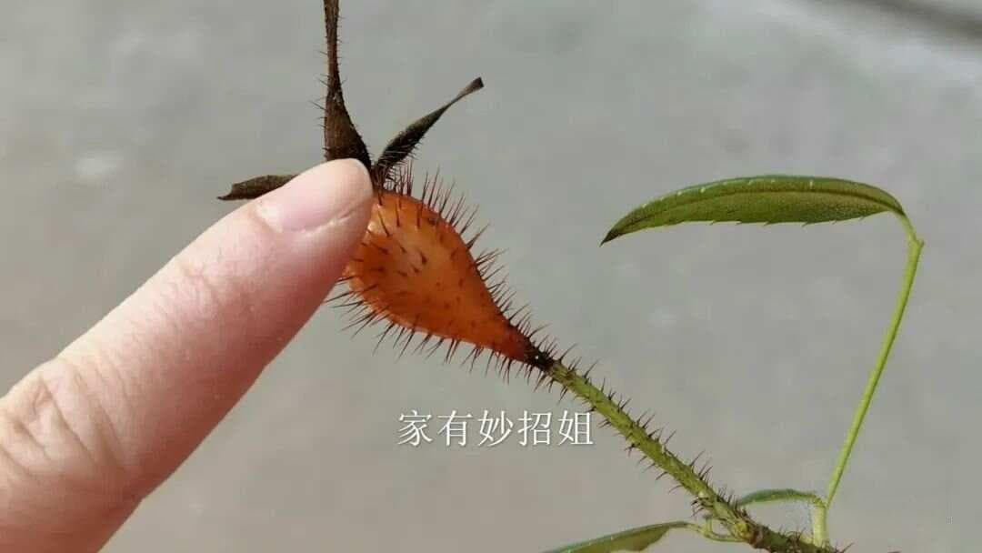 手上扎了刺别再用针挑，2个简单方法让刺自己跑出来