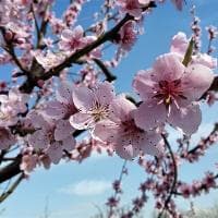 黄粱一梦：成语背后的寓意与典故