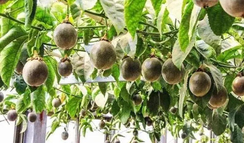 百香果家庭种植方法和技术（养殖方法和注意事项）