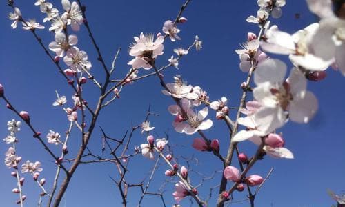 桃花的寓意与象征：从古代文化到现代传承