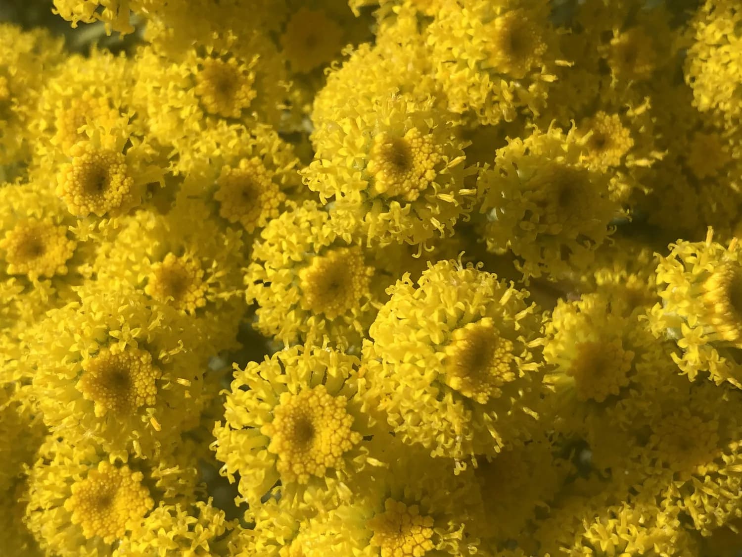 山茱萸菊花粥：中医食疗新宠，轻松缓解耳鸣！