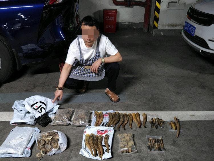 男子非法销售穿山甲鳞片等被抓 涉案金额20万元
