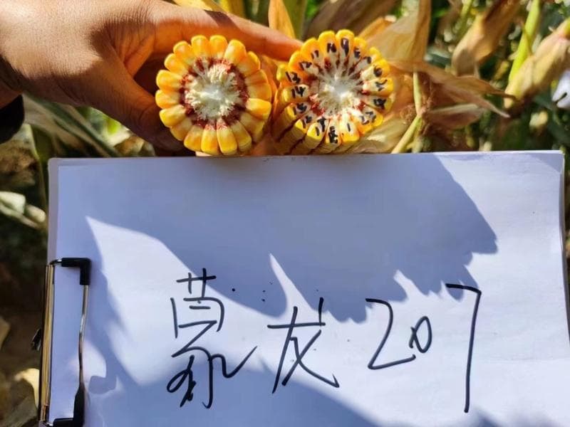 玉米产量构成因素有哪些?影响玉米产量的因素