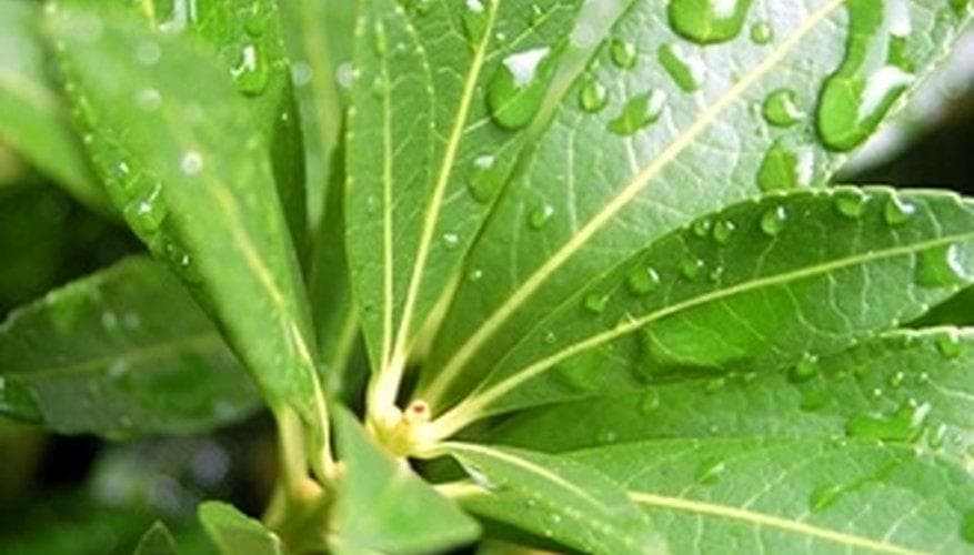 呼吸与新陈代谢之间的关系