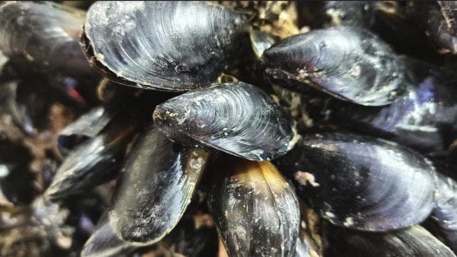 春季第一鲜！海虹食用指南→
