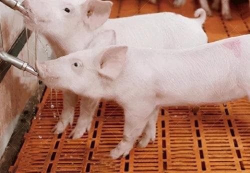 猪群科学饮水方法