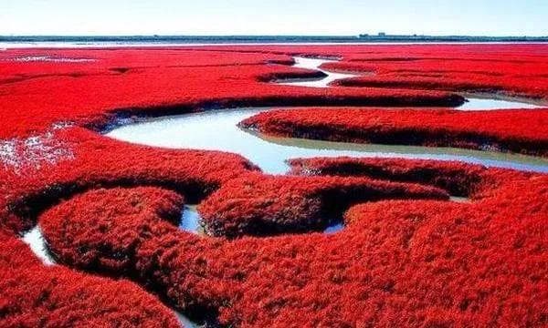 秋游红海滩：自驾可达的世界最大芦苇荡
