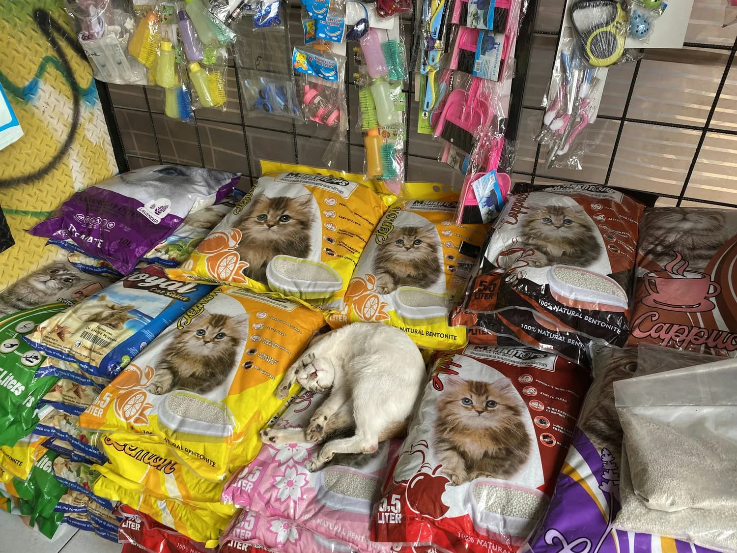 麦富迪barf猫粮vs皇家处方粮：肾衰猫咪的饮食选择