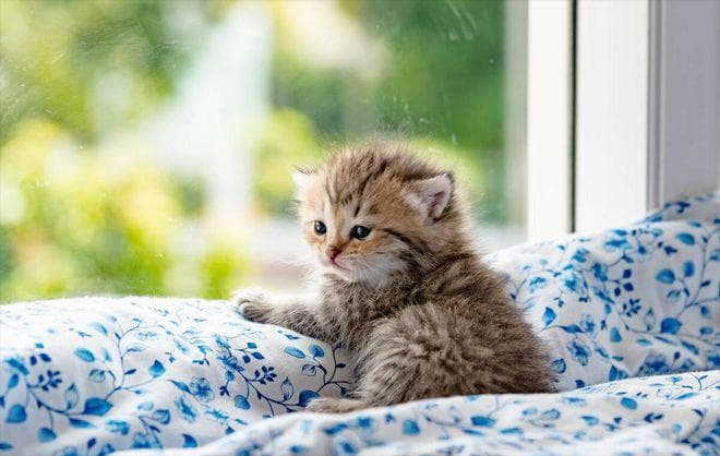 猫咪拉稀在家自救方法
