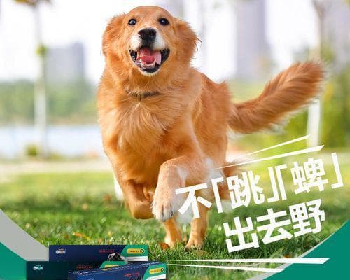 一个月狗狗需要驱虫吗？如何正确给狗狗驱虫？