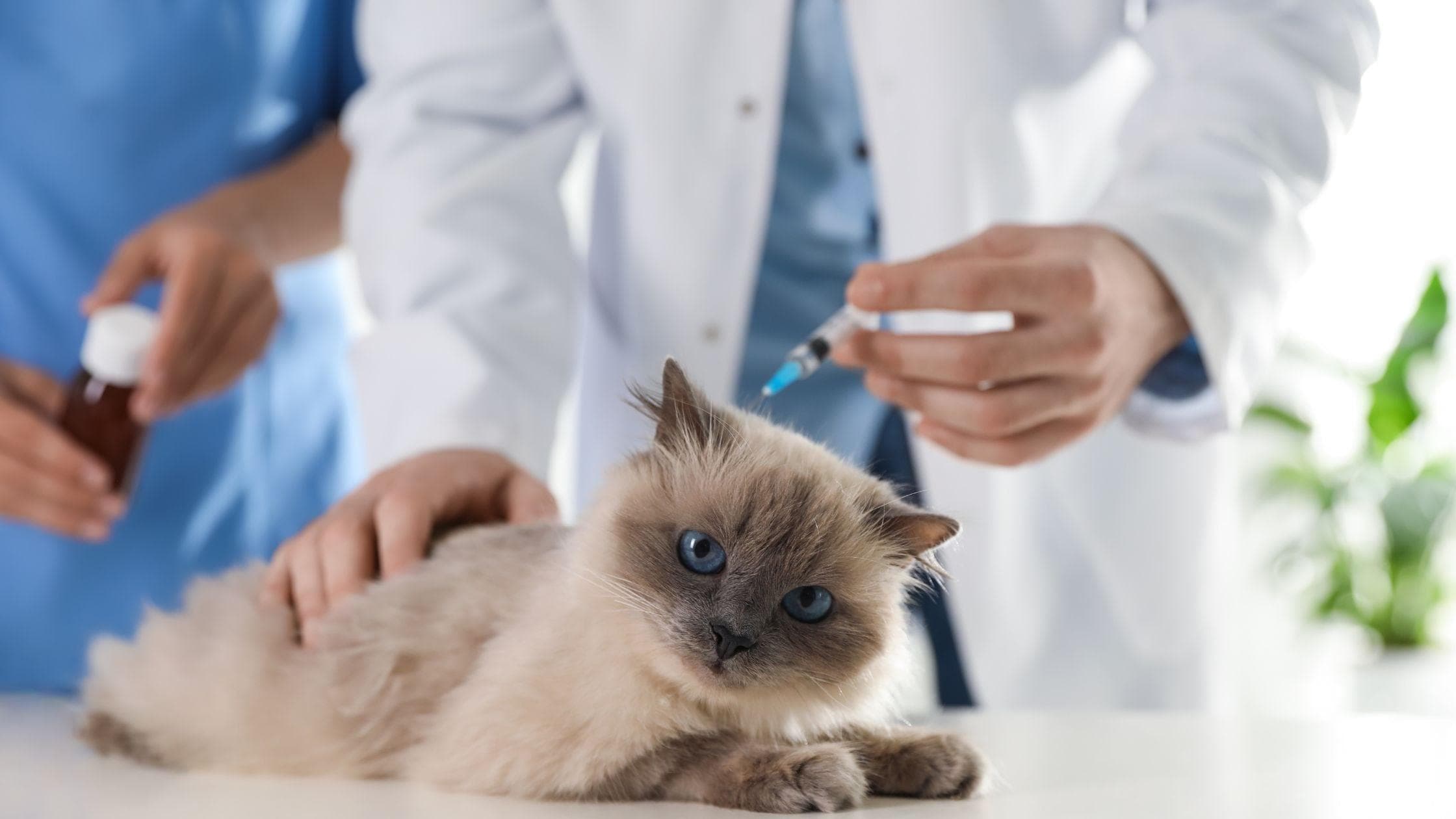 猫咪需要打哪些疫苗
