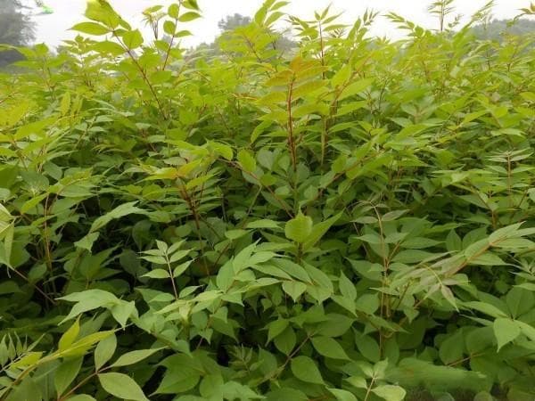 黄柏树适合哪个地方种植？