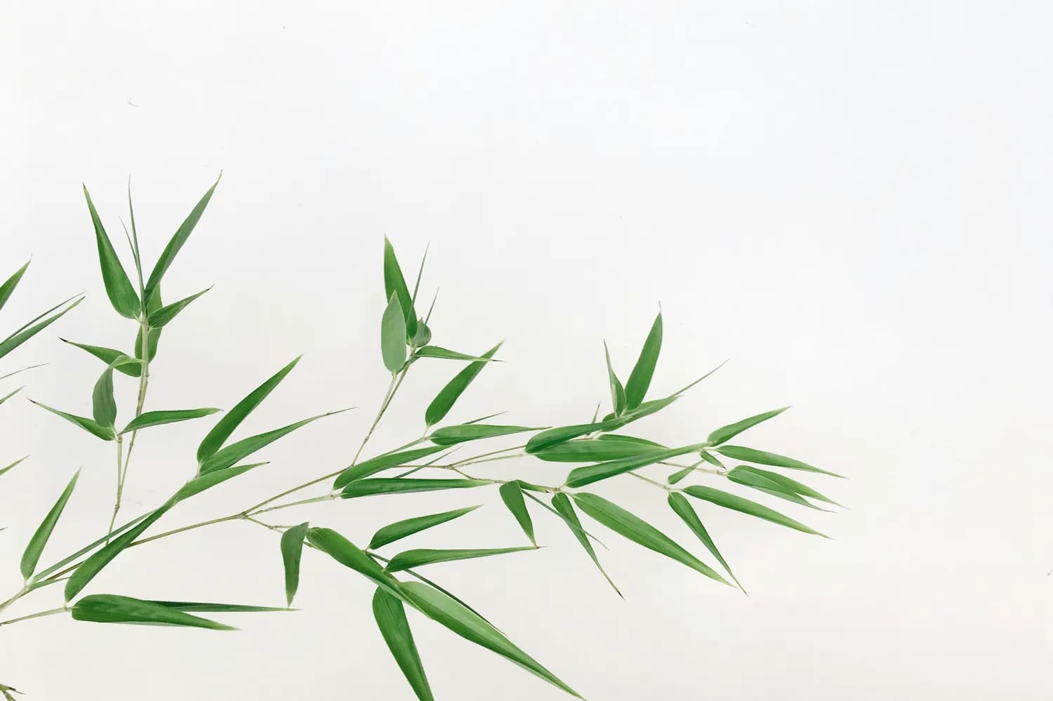 刘禹锡《竹枝词》：古诗词中的爱情密码