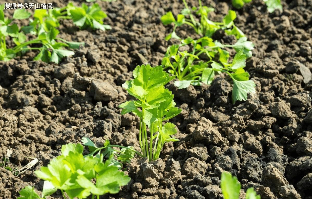 芹菜苗的种植方法及管理
