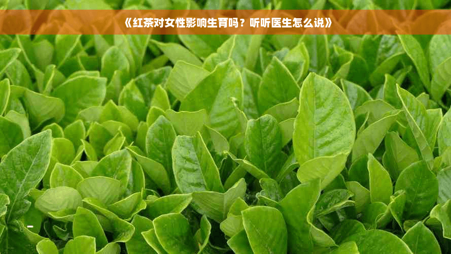《红茶对女性影响生育吗？听听医生怎么说》