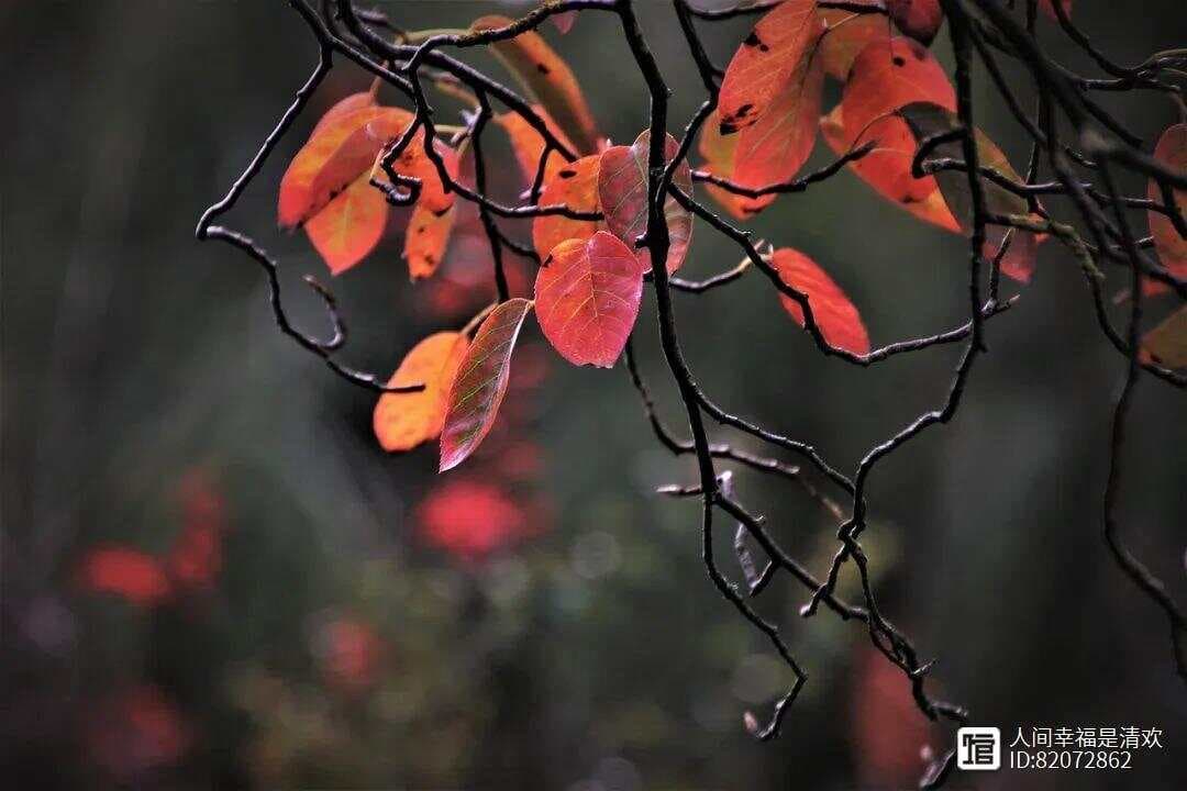 古诗词中的落叶：七首唯美诗词，叶落成诗，岁月静好