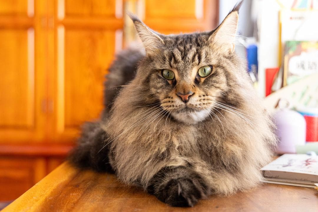 全面了解 猫界顶流——缅因猫，撞脸易烊千玺  到底有何魅力？