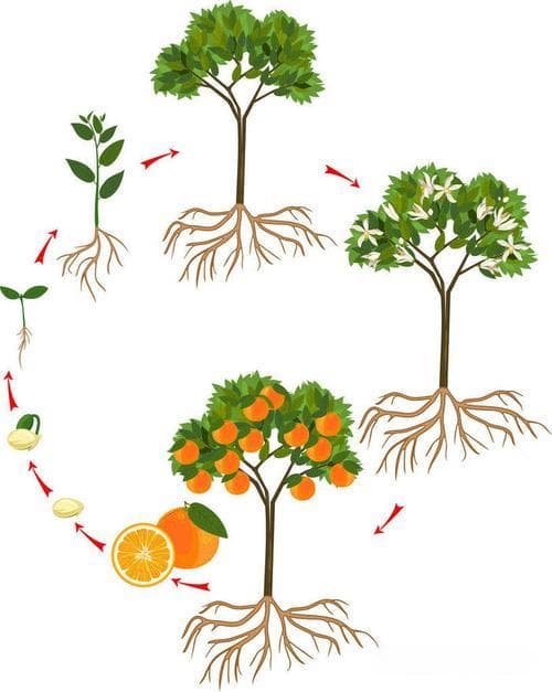 植物的生长过程怎么写：从种子到开花结果的完整记录方法!