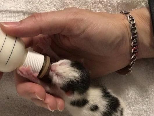 猫咪怀孕流产的风险与预防（宠物猫咪流产原因）