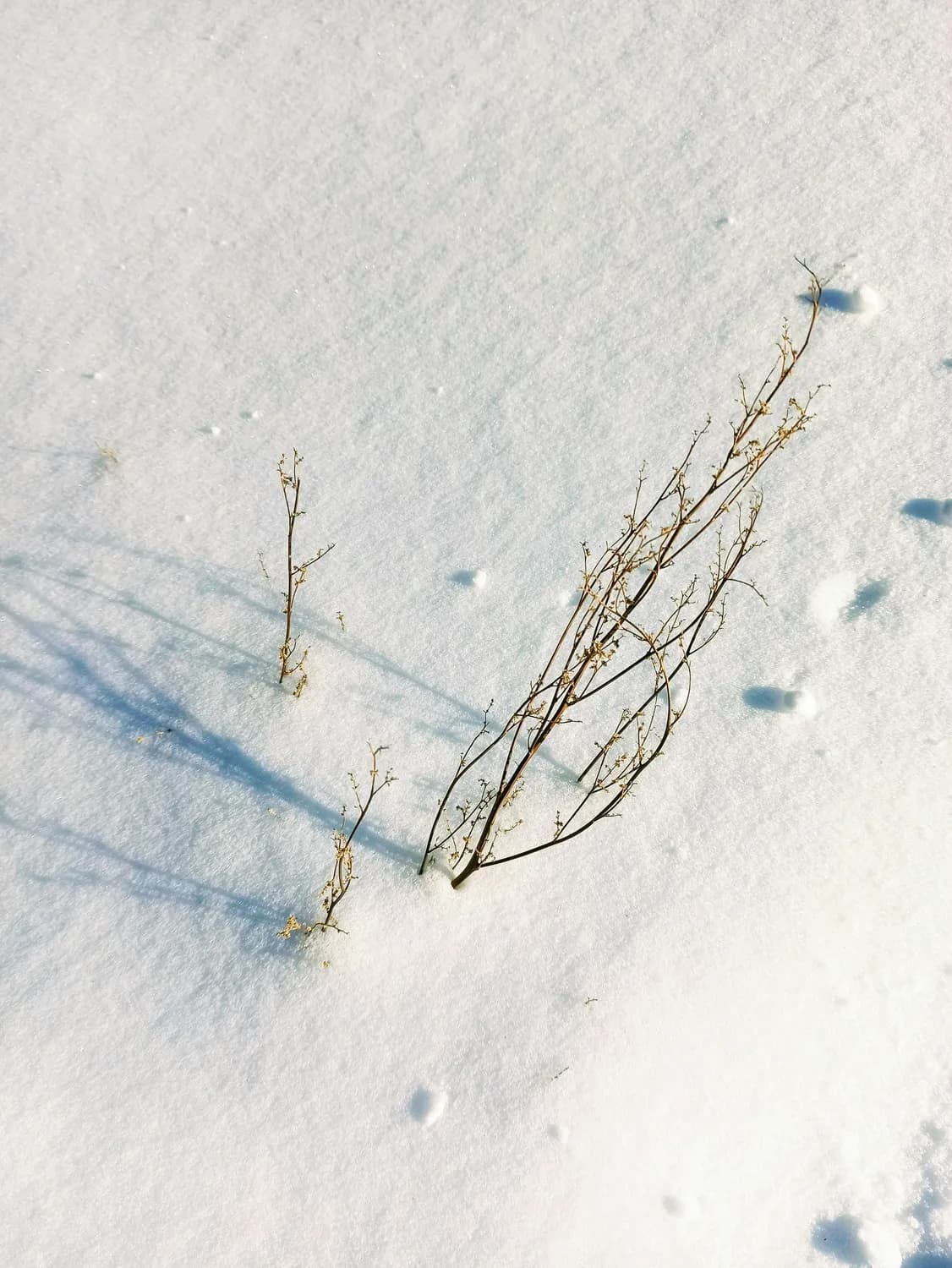 韩愈《春雪》：古诗词里的浪漫情怀