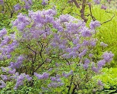 丁香的分类及特性（探究丁香的植物学特征及生命历程）