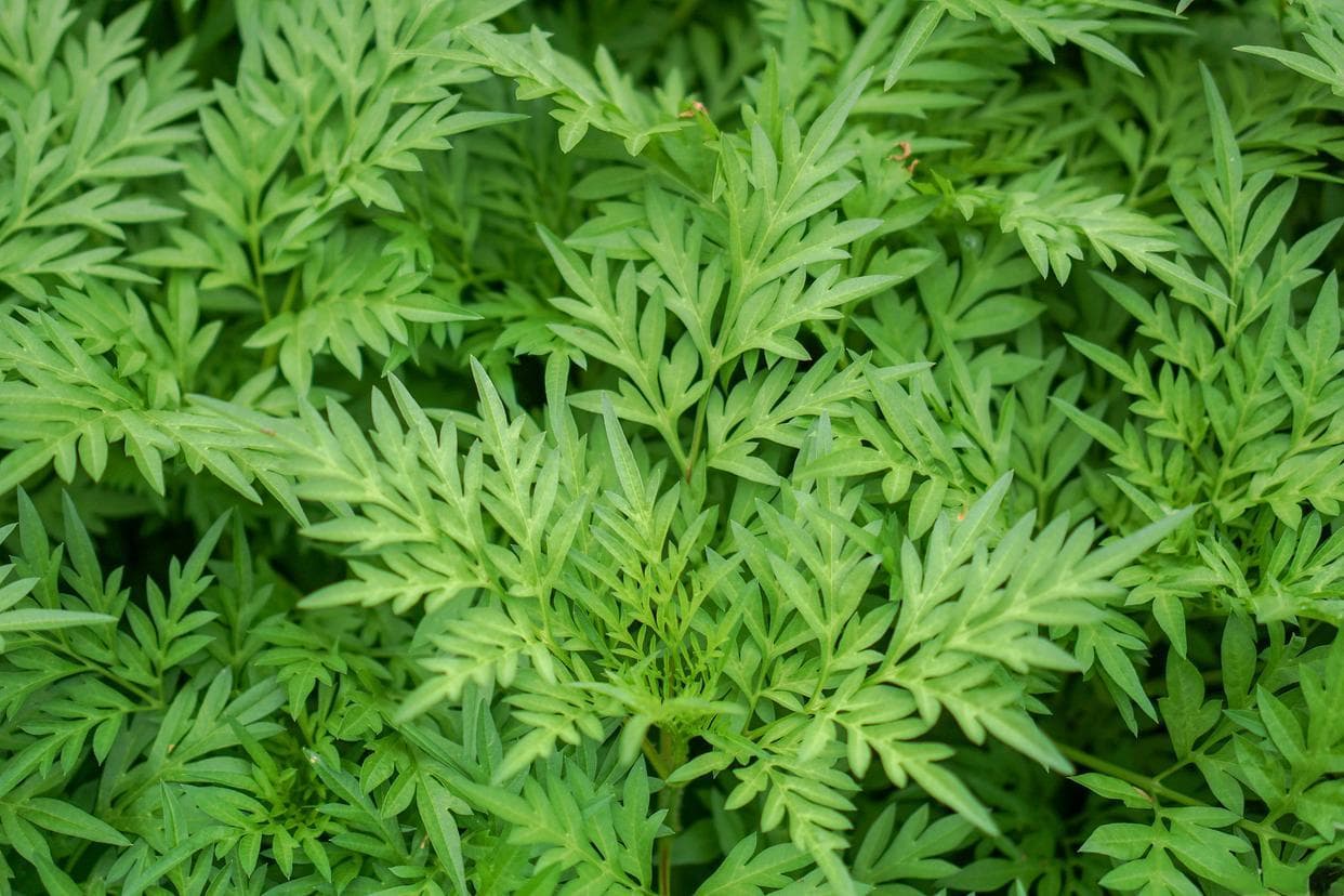 艾草养生，补足阳气！七大用法除寒湿、理气血，早知道早受益