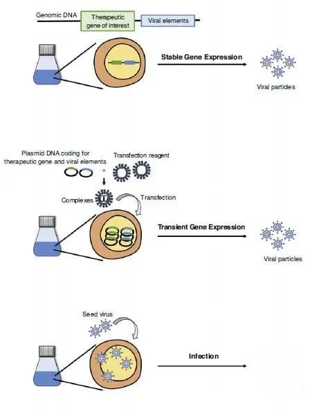 病毒类生物制品的连续生产工艺概述