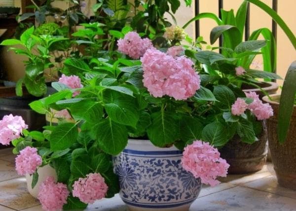 春季家庭养花品种推荐：哪些植物适合新手？