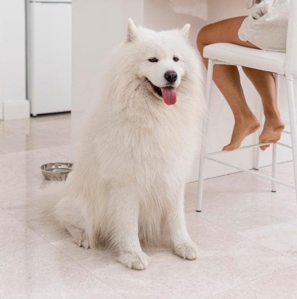 「微笑天使」萨摩耶犬照顾攻略！6大疗愈特点超受欢迎，饲养注意事项＆健康问题一次看