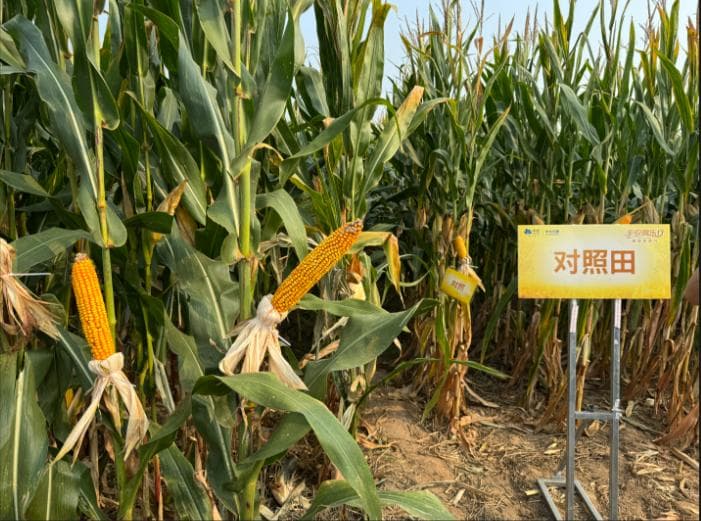“生物+”技术助力农作物产量品质双提升