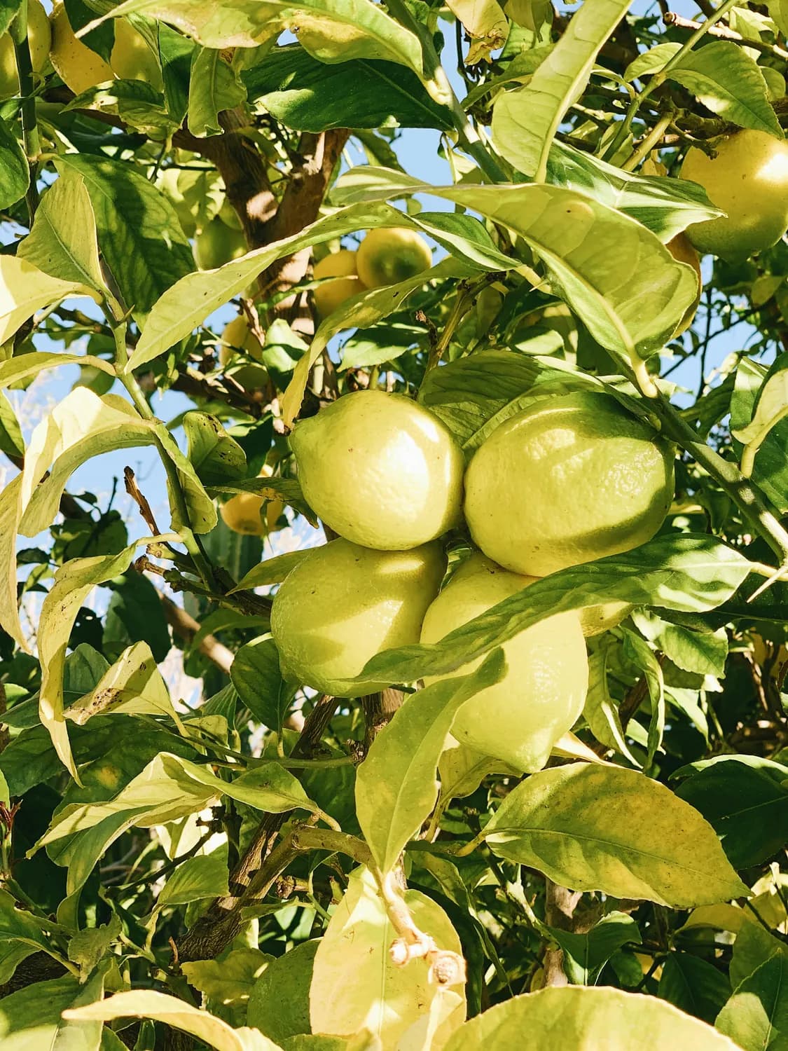 黄金百香果栽培技巧大揭秘！