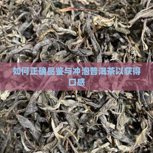 普洱茶品鉴与冲泡全攻略：如何冲泡出最佳口感