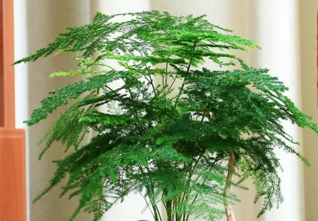六大空气净化植物盘点：从文竹到常春藤，总有一款适合你