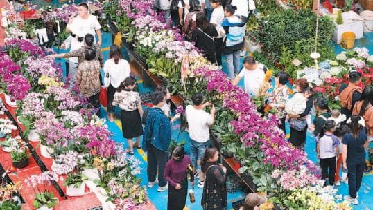 人民日报海外版关注斗南“花卉+旅游”：昆明斗南花市年接待游客400万人次