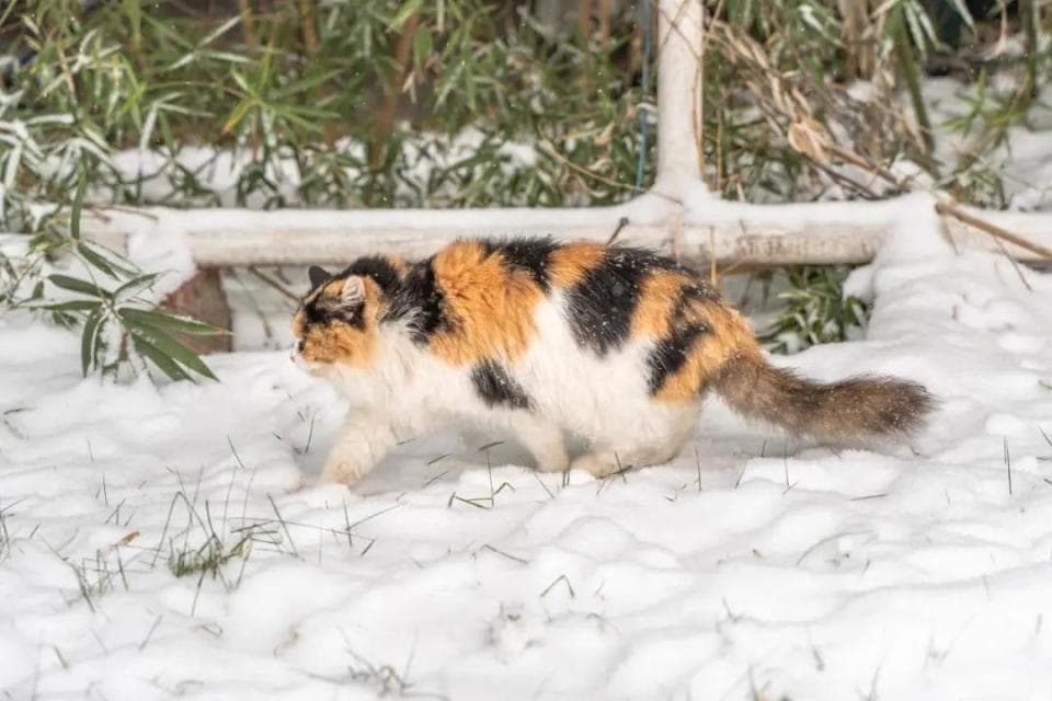 猫咪花色是怎么来的？