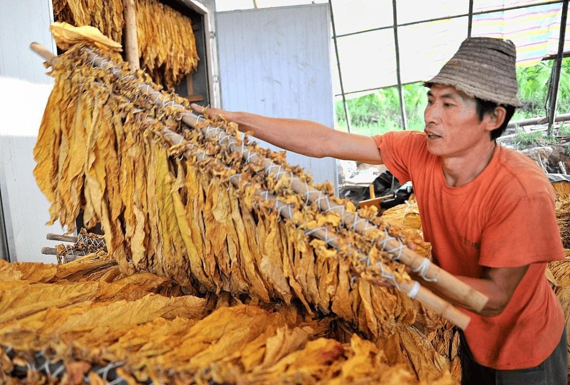 从美洲到全球：烟草的起源、传播与影响