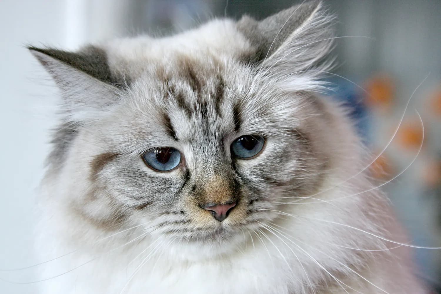 布偶猫：高颜值萌宠的生活习性大揭秘！