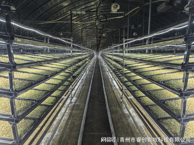未来牧业新宠：水培大麦牧草的营养密码与动物福利革命