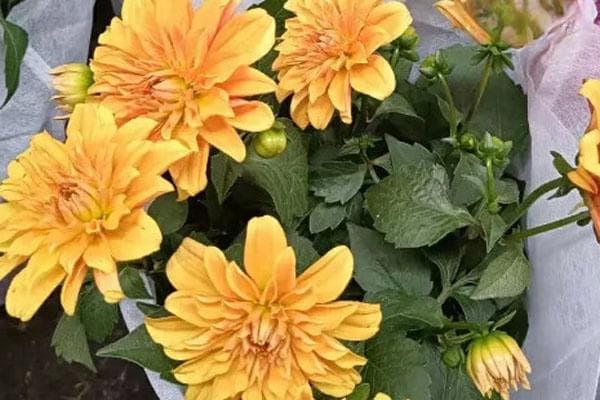 大丽花养殖方法和注意事项