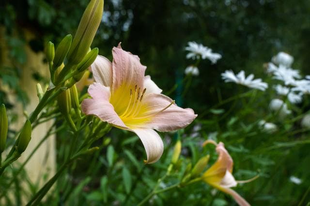 黄花菜：兼具观赏与实用价值的百合科植物