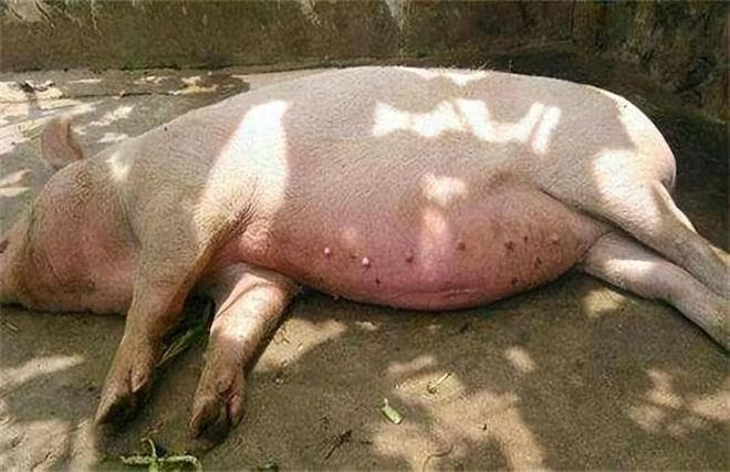 养猪过程中减少猪应激发生的策略