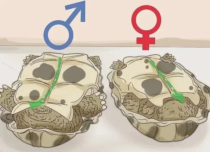 从爪子到尾巴：4种方法快速分辨乌龟公母