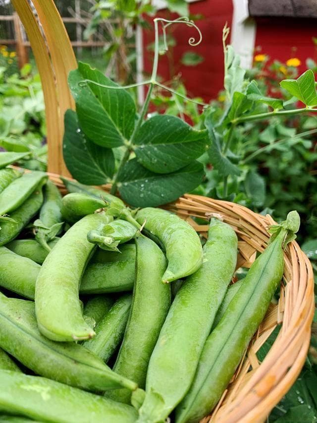 豆类蔬菜有哪些？蔬菜中的常见豆类品种盘点