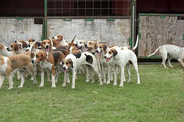 英国猎狐犬：大型犬种的贵族典范