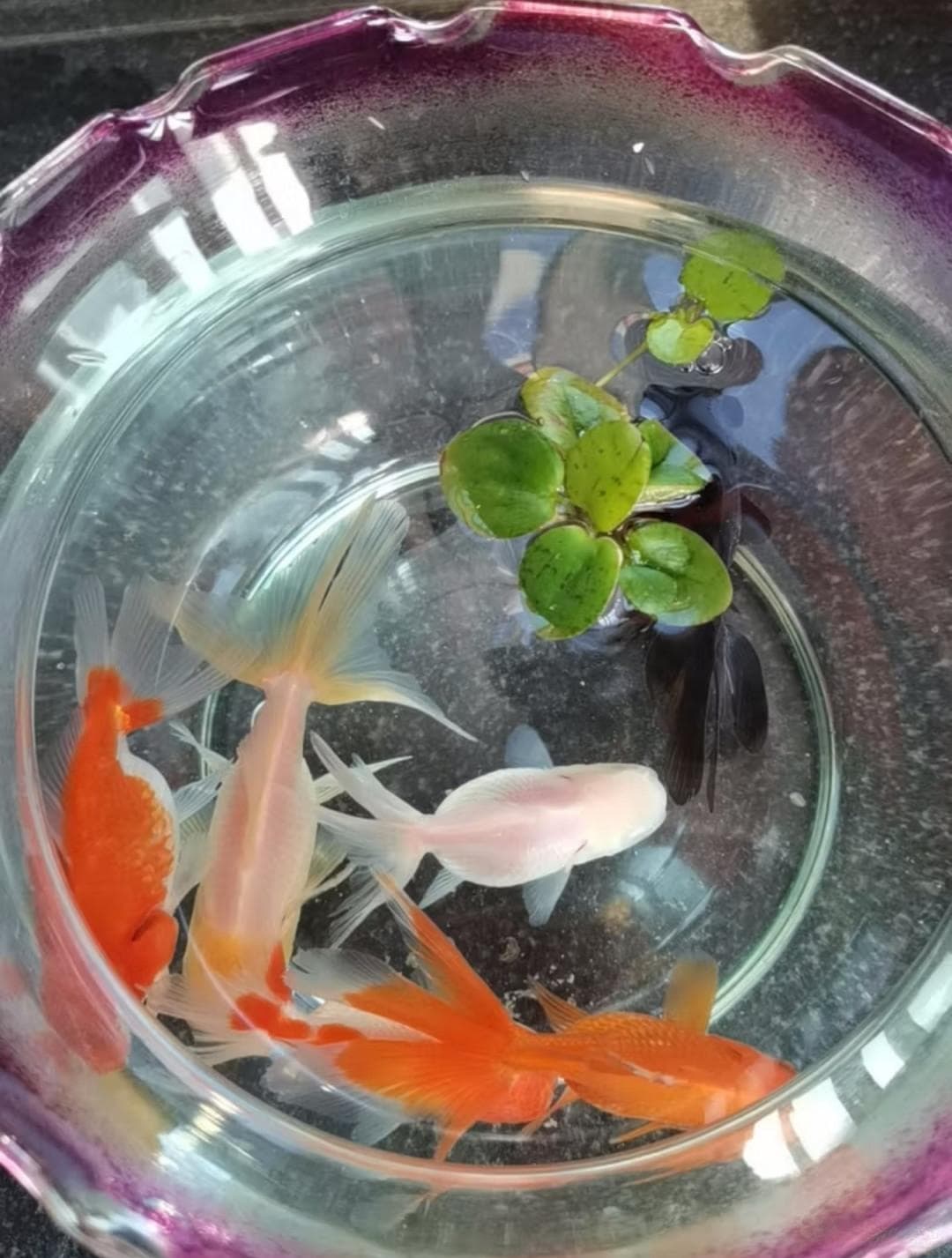 基础版金鱼饲养指南！